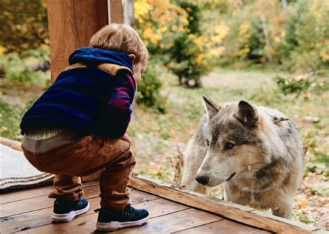 parc omega wolf cabin website.